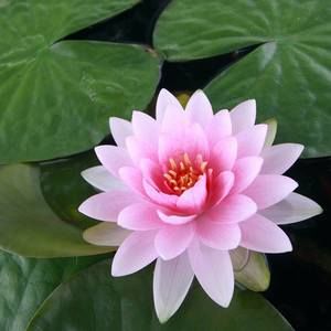 Meet your Posher, Nunu